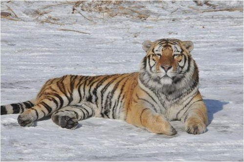 2026年86年属虎的人事业贵人属相是什么？