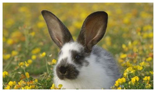 如何让75年属兔的人远离小人，并找到最旺财的植物？