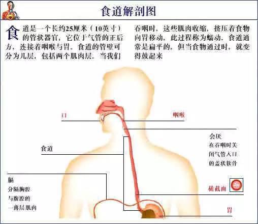 右臂外侧至腕间痣——桃花运弱化及前世姻缘暗示