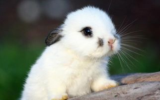 63年属兔人婚姻中，吉祥物代表什么含义？