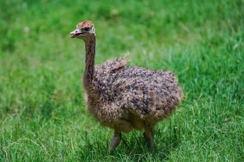 早起的鸟儿被鸟啄