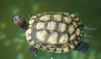 头盔龟风水布局中，龟形朝山图片如何摆放能增强长尾效应？