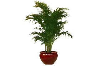 2. 兰花：高贵优雅与气场提升的艺术