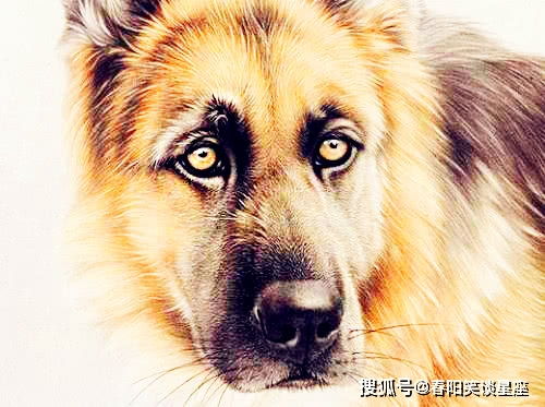 2026年属狗的人会犯太岁吗？全年运势如何？