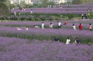 余杭薰衣草庄园门票价格是多少？一场惯与紫色与钱包的终极拷问