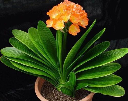 玄学大师不会告诉你的真相