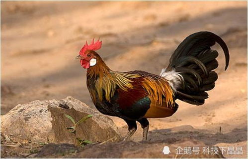 生肖鸡和蛇的属相配对到底好不好？有没有什么特别的讲究或影响？