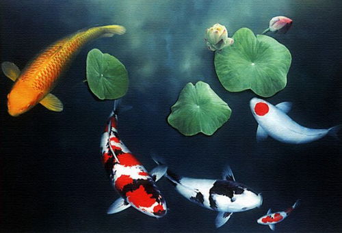 一、  选址与池塘环境的优化配置