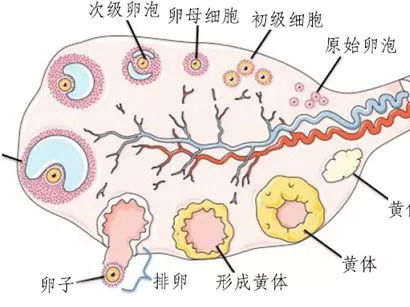 基于生肖体质的深度分析与干预策略