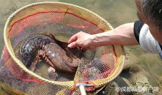 梦见钓到娃娃鱼，这难道不是预示着好运连连，生活美满吗？