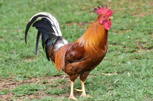 属鸡与鼠虎合不合财运，属鸡和虎鼠相克是什么意思？