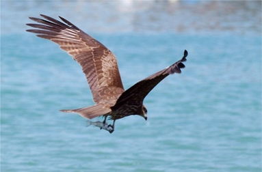 二、 渔鹰技艺之历史传承及当代困境