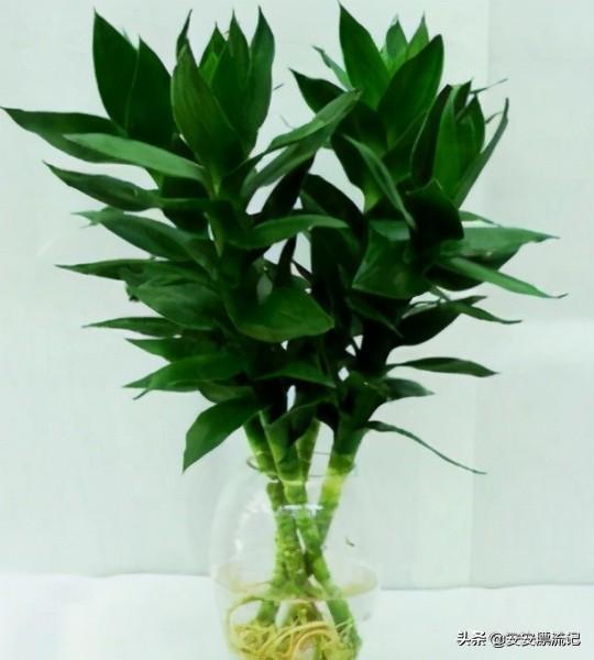 二、 富贵竹之五行属性与象征意义