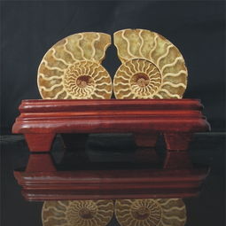 （二） 金蟾：财富聚敛的民间信仰载体