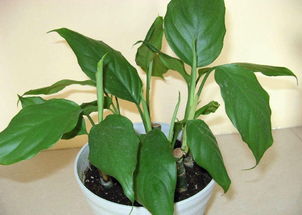 六、 万年青、钱串等：招财进宝之选