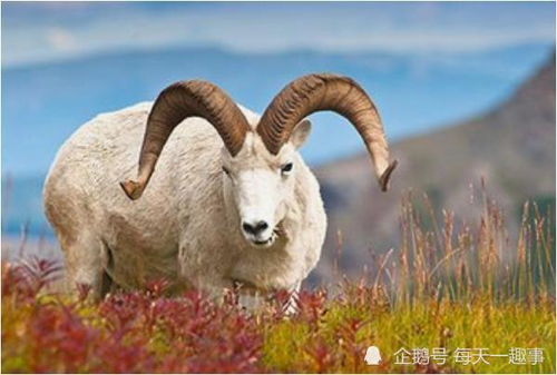 属羊人2026年运势详解及每月运势分别是什么？