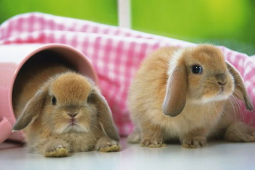 属兔人的情绪价值与包容性智慧的心理学阐释