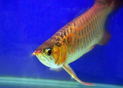 白龙鱼服比喻的生肖或数字是什么？