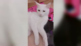 ：研究背景与意义