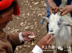奶牛与耕牛：较长久情感纽带下的释放实践