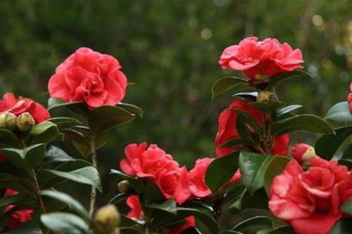 家中种茶花对风水有影响吗？