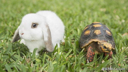 属兔2026年4月财运如何，与该年事业运势有何关联？