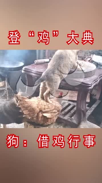 鸡犬皆仙的生肖是什么？