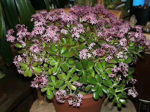 九紫命适合种植哪些植物？九紫运利于哪些行业和职业？