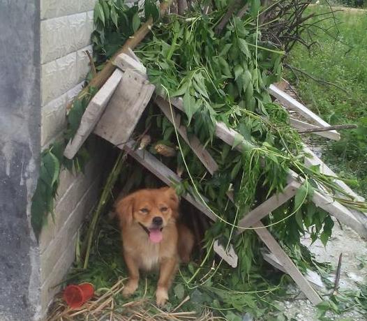 邻居家的狗叫风水，楼道里大小便臭，有什么好办法解决吗？