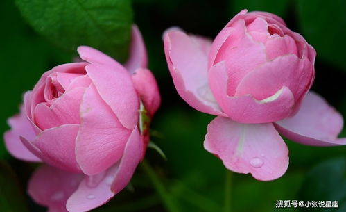 感情运：桃花or烂桃花傻傻分不清楚