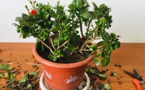 （五）修剪与枝叶管理