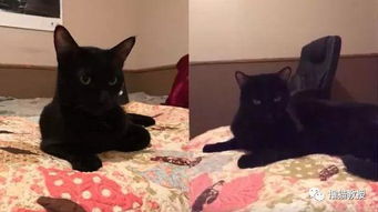 深夜窥视：黑猫耳语背后的深邃寓意——一部基于国学风水的深度报告