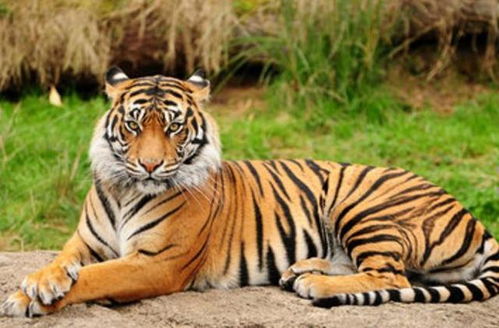 2026年属虎的人开眼吉日是哪一天？