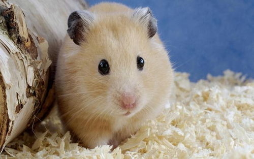 各种奇葩配对大赏