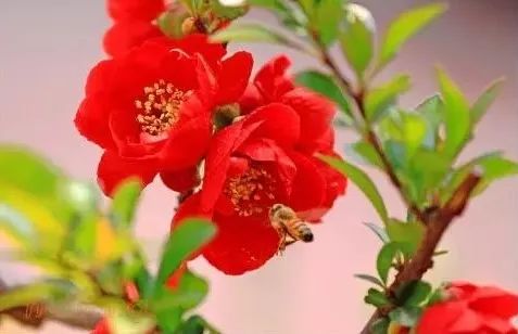 家里养海棠风水如何？最适合种植海棠的位置在哪里？