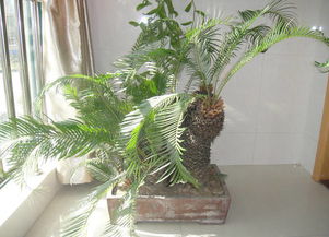 铁树在12生肖中代表哪个生肖？铁树与12生肖的寓意是什么？