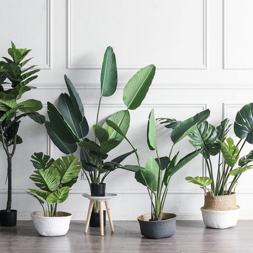 绝招三：绿植点缀：净化心灵与助旺文运