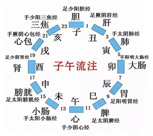 天地之数与人体脏腑的同构性