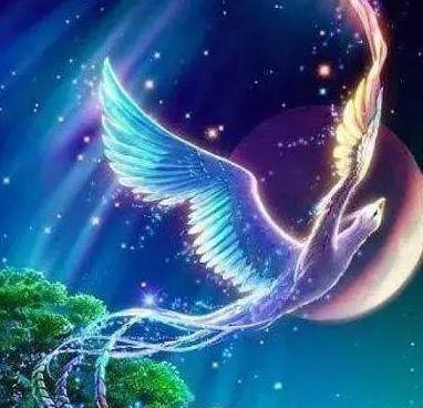 哪些星座的诗意涅槃之旅被称为星座涅槃之旅？