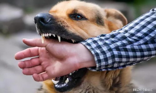 “狗咬男人”命理的溯源与解读