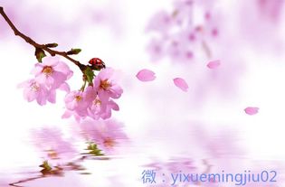 我的八字里桃花位在哪里，如何通过算命改运插枝桃花？