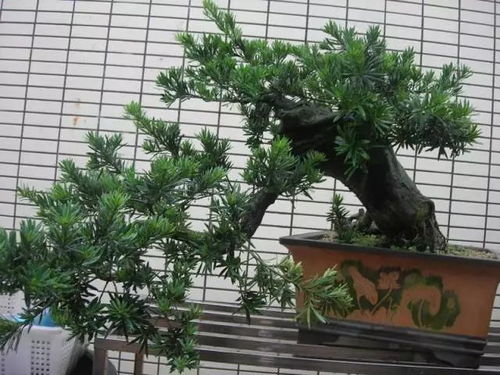 哪种罗汉松的风水效果蕞佳，其寓意的风水作用有哪些？