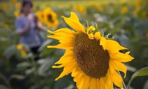 春分民俗：传承与演变