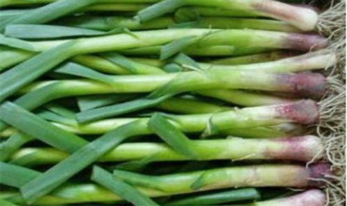 蒜苔梦境大揭秘：离异女性的奇幻冒险