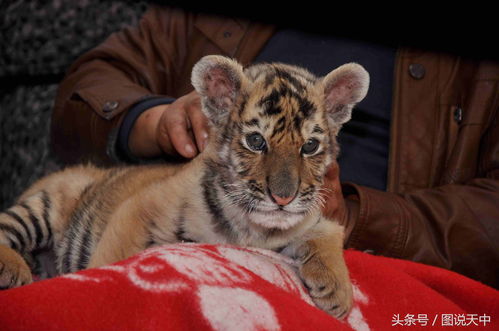 一月水虎宝宝取名时，有哪些出生时辰的取名禁忌需要注意呢？