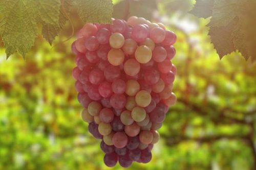 家里种植葡萄树对风水有影响吗？