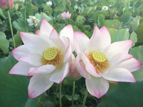 荷花的五行属性是什么它又蕴含着怎样的文化寓意呢？