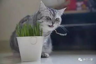 猫咪躲藏于床底的行为解析