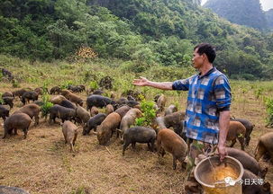 翻山越岭指哪个生肖？窜梁越脊是指哪个生肖？