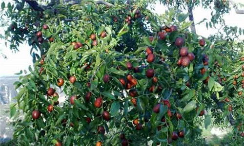 3. 梅树：傲骨凌霜的吉祥象征